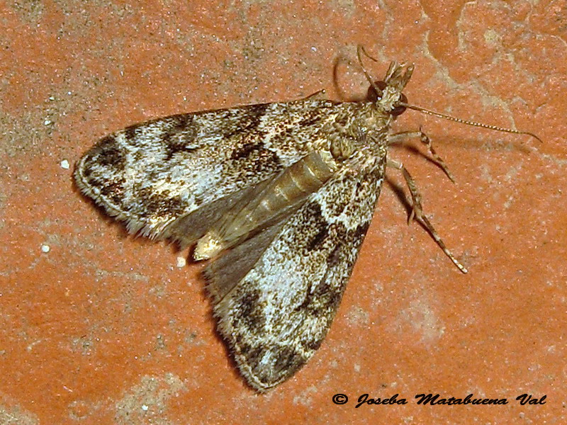 Scopariinae? S, Eudonia cfr. mercurella, Crambidae